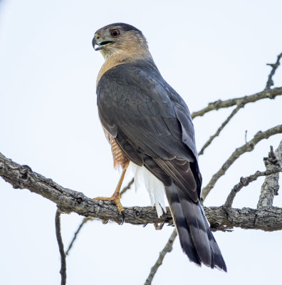 Cooper's Hawk