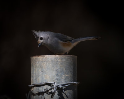 Tufted Titmouse 