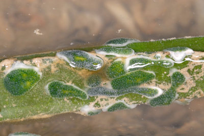 DSC_1445.jpg