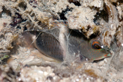 DSC_1585.jpg