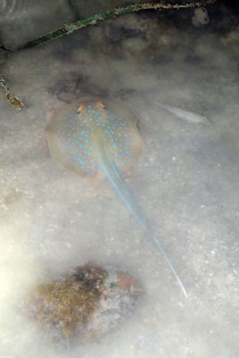 P5260418-copy.jpg