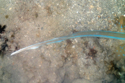 P5260425-copy.jpg