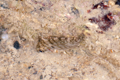 DSC_1915.jpg