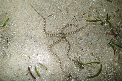 P8080888.gif