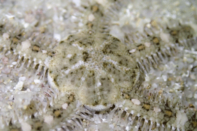 P8080891.gif