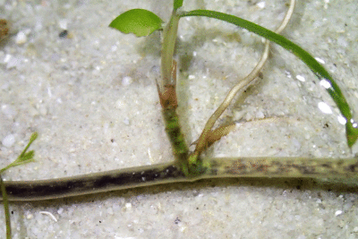 P8080909.gif