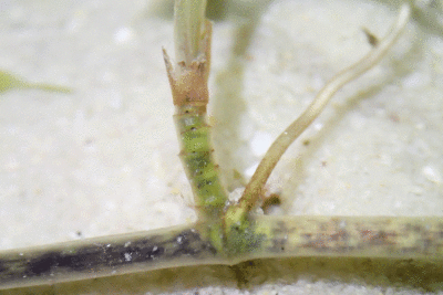 P8080911.gif