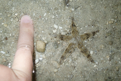 P8080915.gif