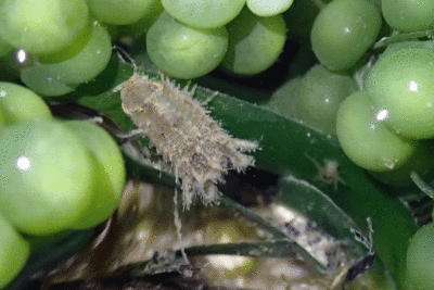 P8080916.gif