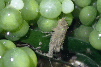 P8080917.gif
