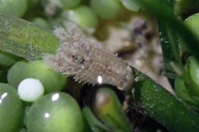 P8080918.gif