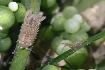 P8080920.gif