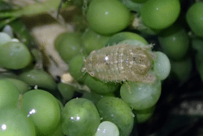 P8080921.gif