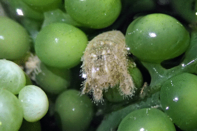 P8080926.gif