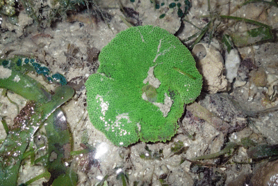 P8080928.gif