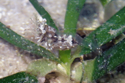 P8080929.gif