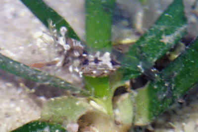 P8080930.gif