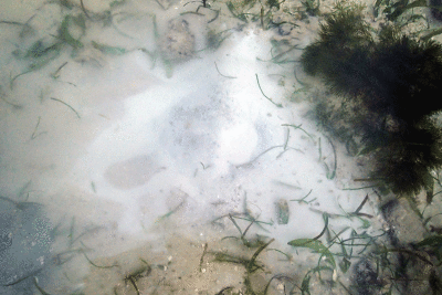 P8080939.gif