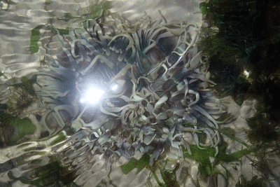 P8080942.gif