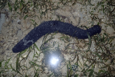 P8080951.gif