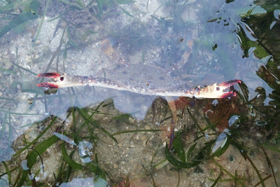 P8080963.gif