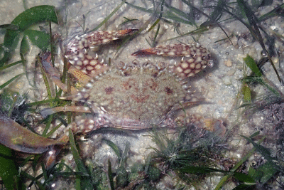 P8080965.gif