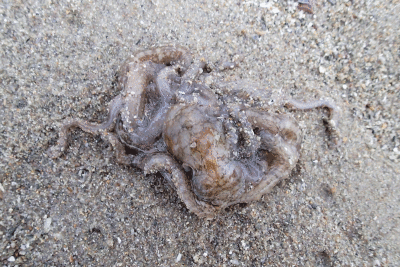 P8080972.gif