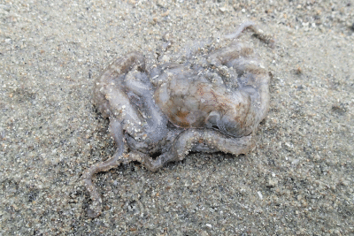 P8080973.gif
