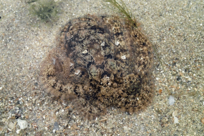 P8080977.gif