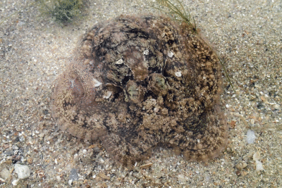 P8080978.gif