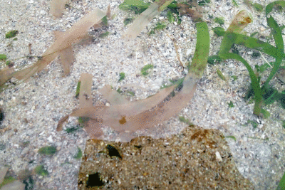 P8080979.gif