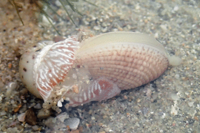 P8080985.gif