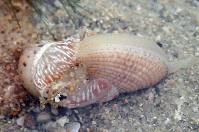 P8080986.gif