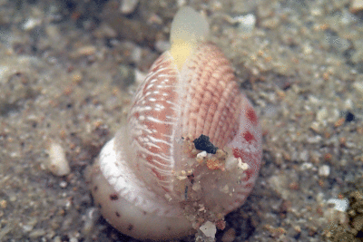 P8080988.gif
