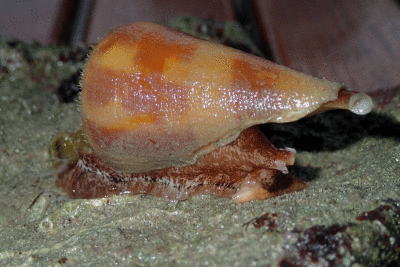 P8080991.gif