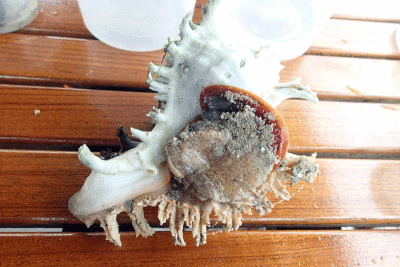 P8080994.gif