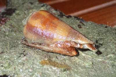 P8080996.gif