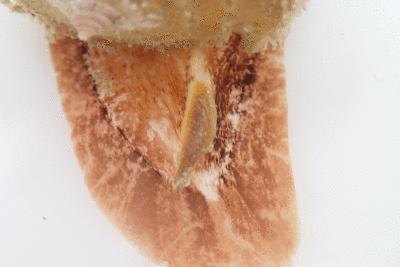 P8080999.gif