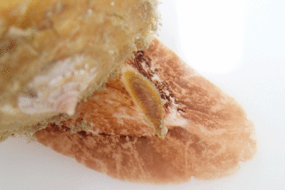P8081000.gif