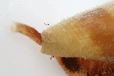 P8081004.gif