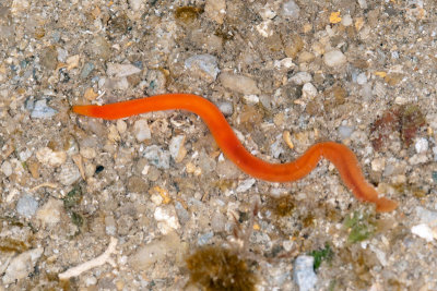 DSC_2270.jpg