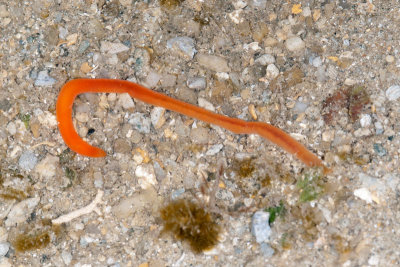 DSC_2271.jpg