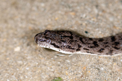 DSC_2273.jpg