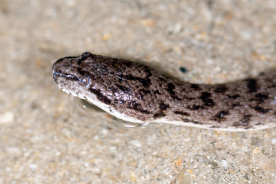 DSC_2274.jpg