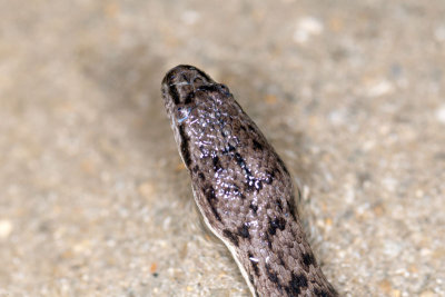 DSC_2275.jpg