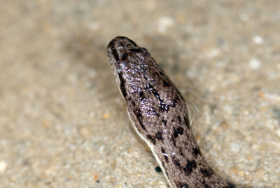 DSC_2276.jpg