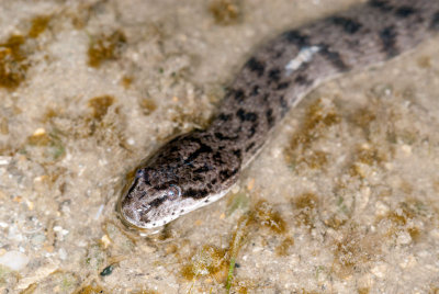DSC_2278.jpg