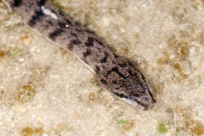 DSC_2279.jpg