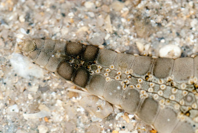 DSC_2299.jpg