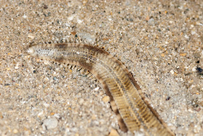 DSC_2303.jpg